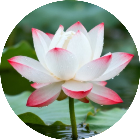 花朵会消消