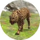 猎豹进化