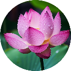 花朵消消解压