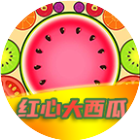 红心大西瓜碰碰碰