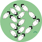 赶羊挑战