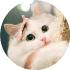 跑了个猫猫