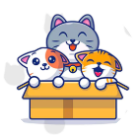 寻找100只猫猫