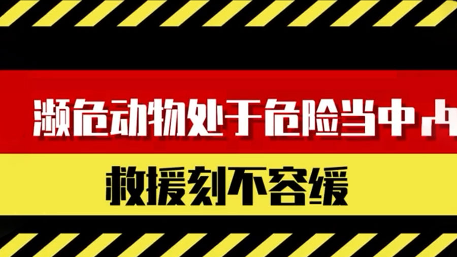 疯狂动物园截图